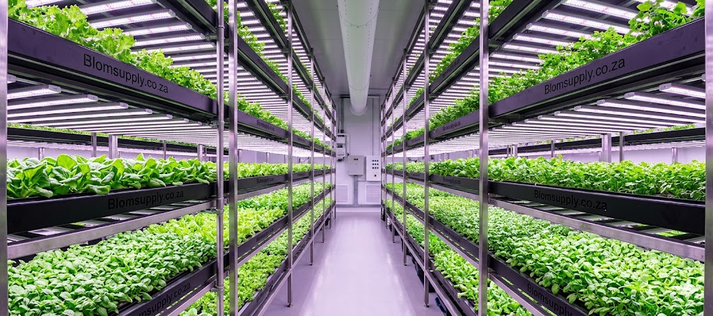 How to Choose Your First Grow Tent: A Complete Buyer’s Guide for SA Growers