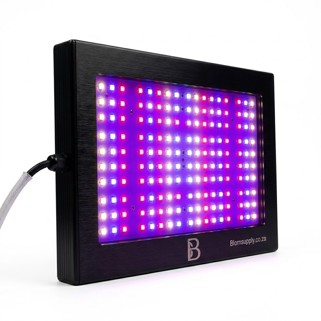 Quantum LED grow light for indoor cannabis cultivation South Africa